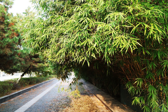 竹林 景观道