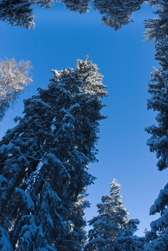 雪松