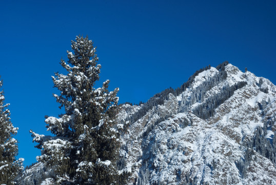 雪岭云杉