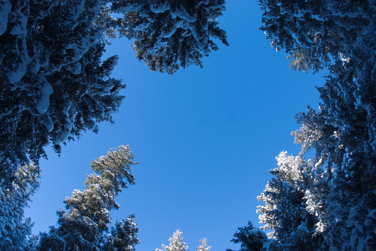 雪松