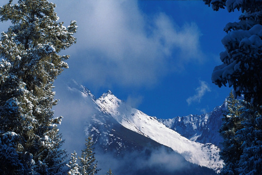 天山雪松