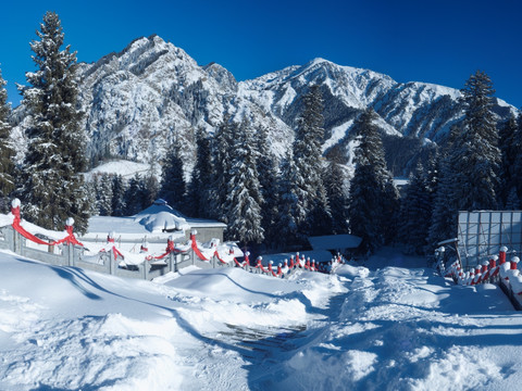 雪山松树