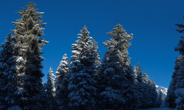 天山雪松