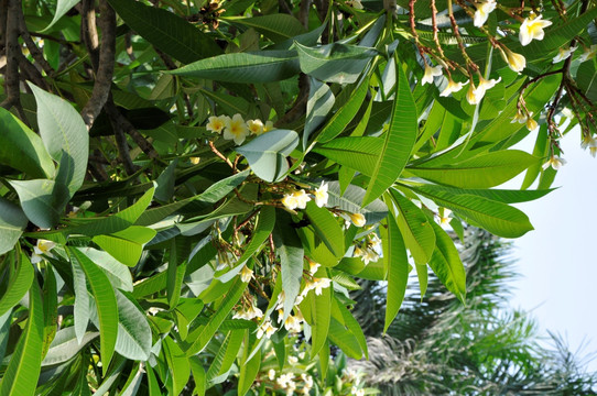 白花图片素材