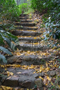 散满黄叶的林间石台阶