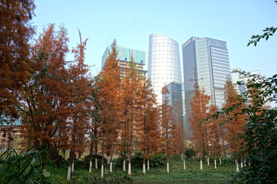 都市风貌 风景 红枫 小区环境