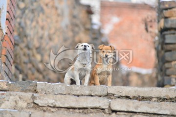 两只家犬