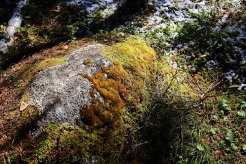 苔藓