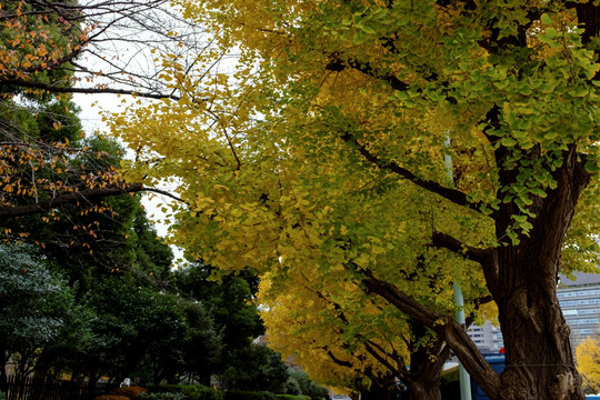 银杏树