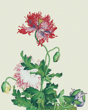 郎世寧 花鳥畫冊