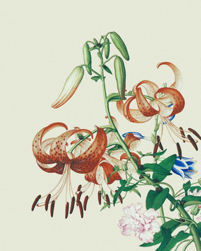 郎世寧 花鳥畫冊