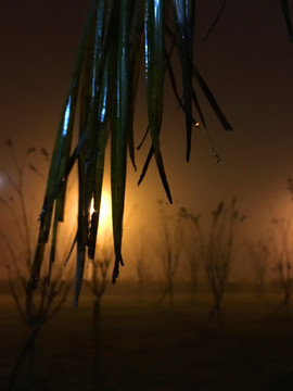 夜景 露水 黄昏