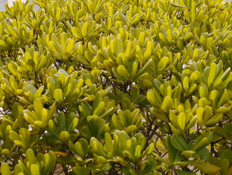 栀子花树