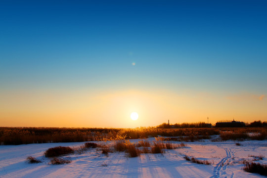 湿地 冬天 白雪 芦苇