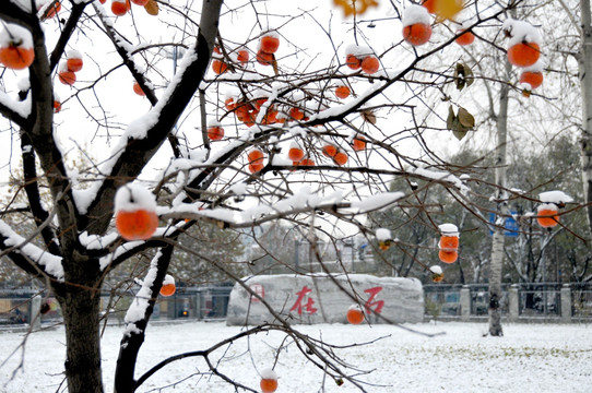 雪里红柿 平安是福