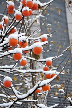 丰收 柿子与雪