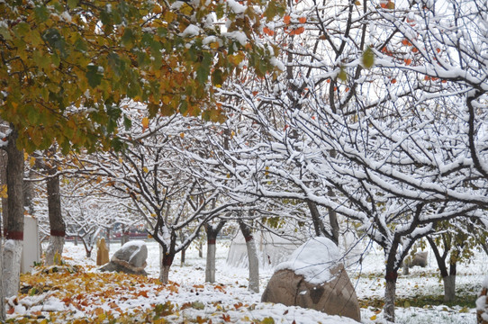 雪与花园