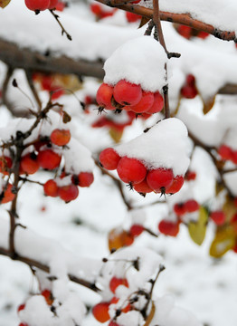 大鸿运当头照 海棠果儿雪里俏