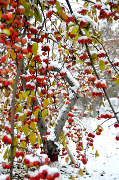 鸿运当头照 雪里红海棠