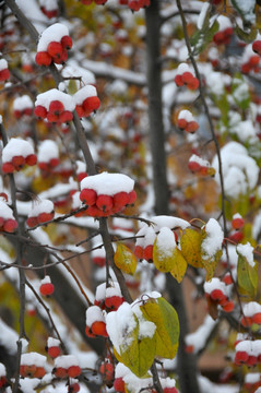 鸿运当头照 雪里红海棠