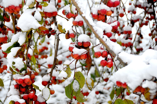 鸿运当头照 雪里红海棠