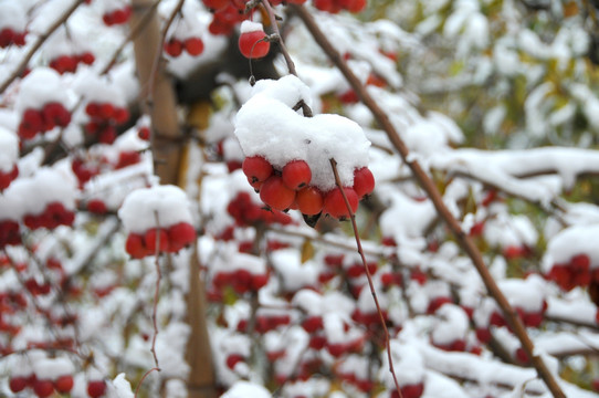 鸿运当头 雪里海棠