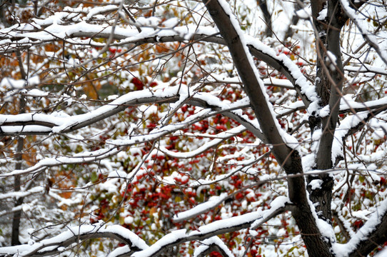 雪 树 果