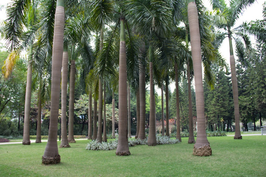 棕榈林