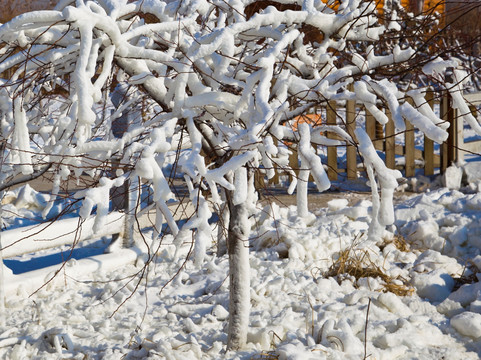 树挂 雪