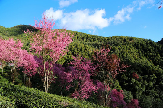 冬樱花