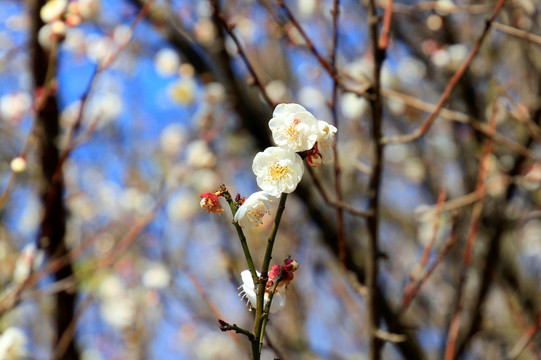 白梅花