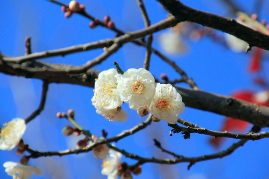 白梅花