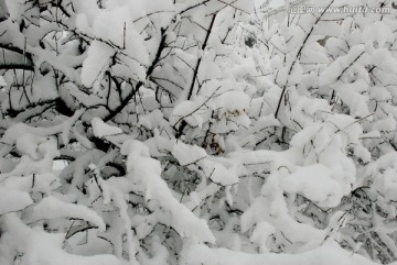 雪景