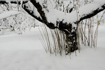 雪景