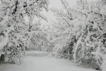 雪景