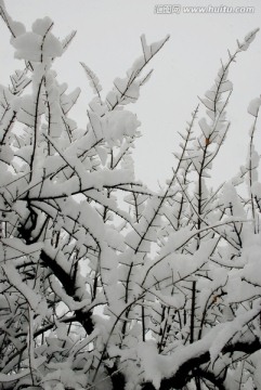 雪景