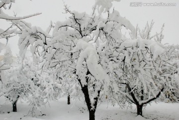 雪景