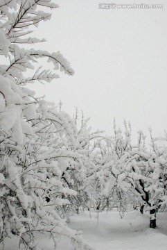 雪景