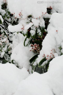 雪景