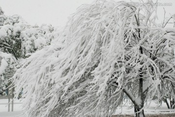 雪景