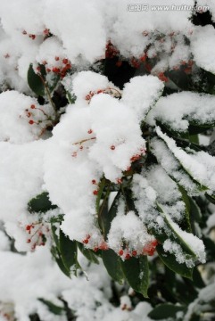 雪景