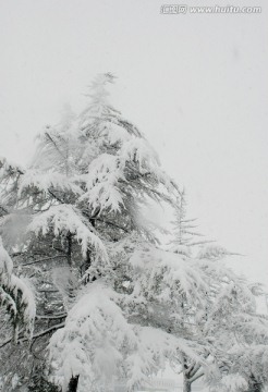 雪景