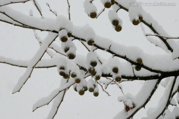 雪景