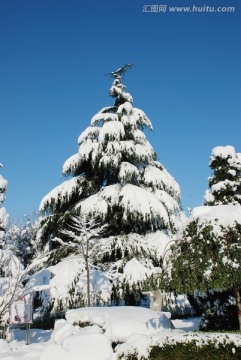 雪松