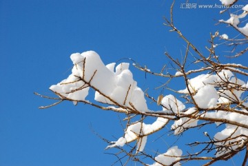 玉树琼花