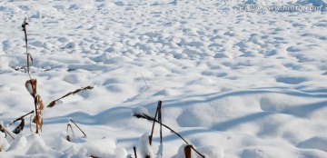 雪地