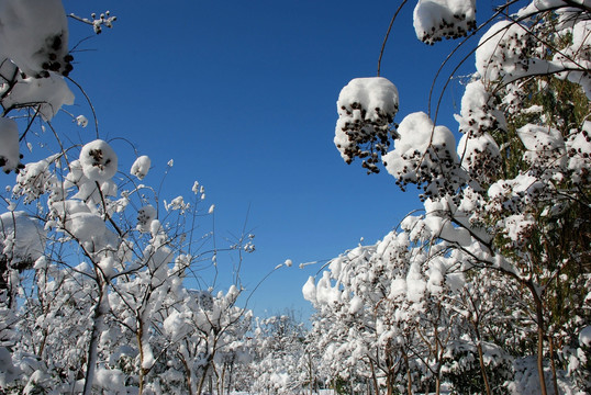 雪景