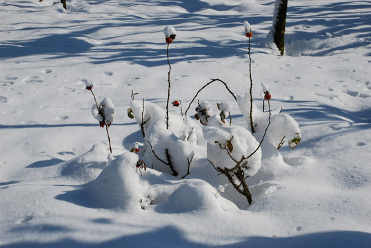 雪景