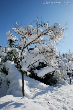 冰雪 冬季