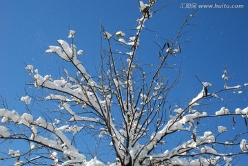 冬日雪景